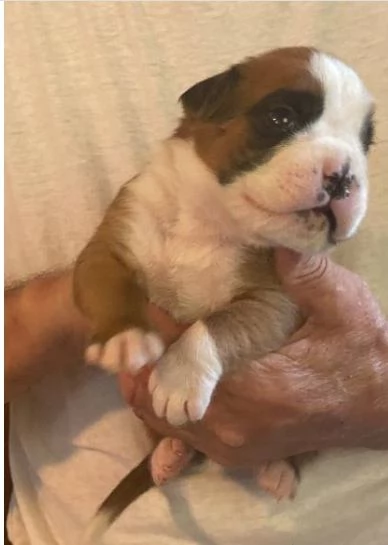 CUCCIOLI DI BOXER ALLEVATI CON AMORE per adozione | Foto 0