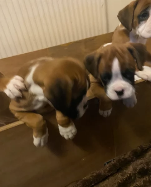 CUCCIOLI DI BOXER ALLEVATI CON AMORE per adozione | Foto 1