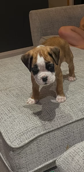 CUCCIOLI DI BOXER ALLEVATI CON AMORE per adozione | Foto 0