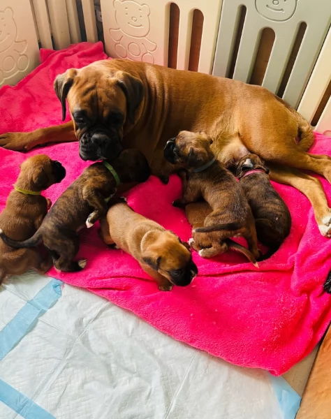 CUCCIOLI DI BOXER ALLEVATI CON AMORE per adozione