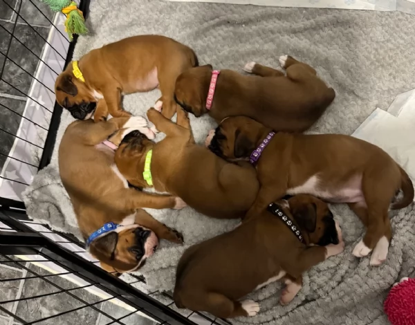 CUCCIOLI DI BOXER ALLEVATI CON AMORE per adozione | Foto 4