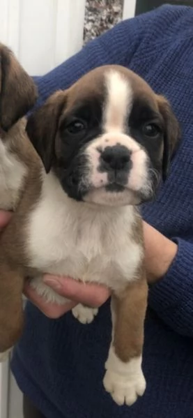 CUCCIOLI DI BOXER ALLEVATI CON AMORE per adozione