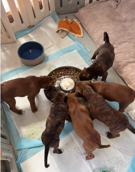 CUCCIOLI DI BOXER ALLEVATI CON AMORE per adozione | Foto 2