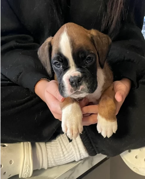 CUCCIOLI DI BOXER ALLEVATI CON AMORE per adozione | Foto 2