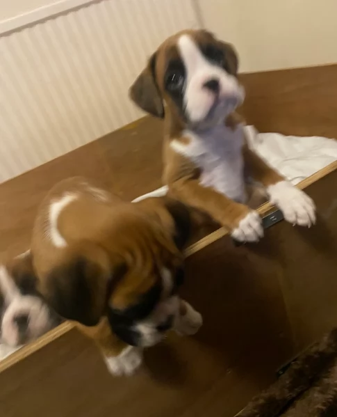 CUCCIOLI DI BOXER ALLEVATI CON AMORE per adozione | Foto 1