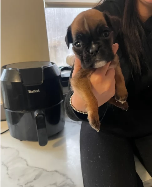 CUCCIOLI DI BOXER ALLEVATI CON AMORE per adozione | Foto 2