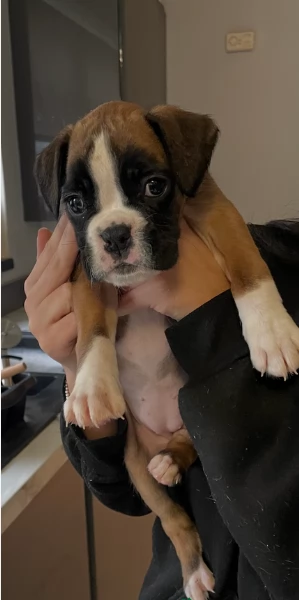 CUCCIOLI DI BOXER ALLEVATI CON AMORE per adozione | Foto 1