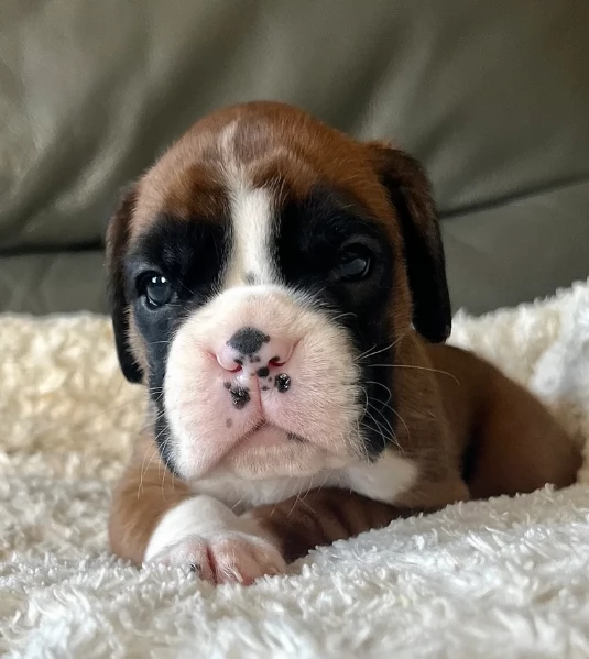 CUCCIOLI DI BOXER ALLEVATI CON AMORE per adozione | Foto 3