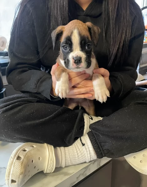 CUCCIOLI DI BOXER ALLEVATI CON AMORE per adozione | Foto 2