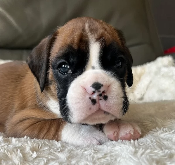 CUCCIOLI DI BOXER ALLEVATI CON AMORE per adozione | Foto 1