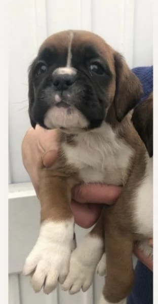 CUCCIOLI DI BOXER ALLEVATI CON AMORE per adozione | Foto 4