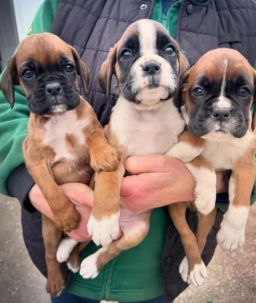 CUCCIOLI DI BOXER ALLEVATI CON AMORE per adozione