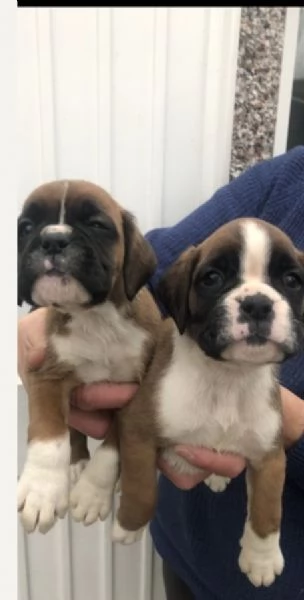 CUCCIOLI DI BOXER ALLEVATI CON AMORE per adozione | Foto 1