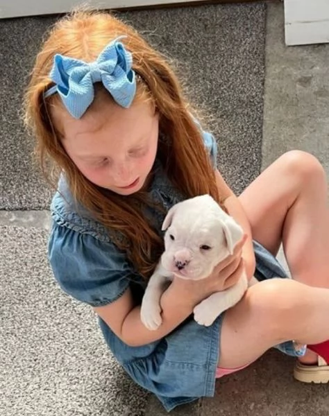 CUCCIOLI DI BOXER ALLEVATI CON AMORE per adozione | Foto 0