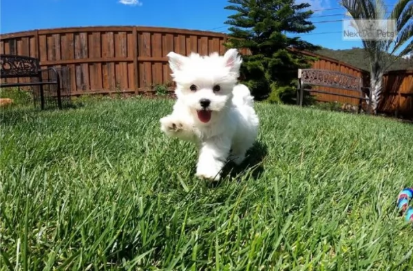 Bellissimi cuccioli maltesi disponibili subito per ladozione | Foto 4
