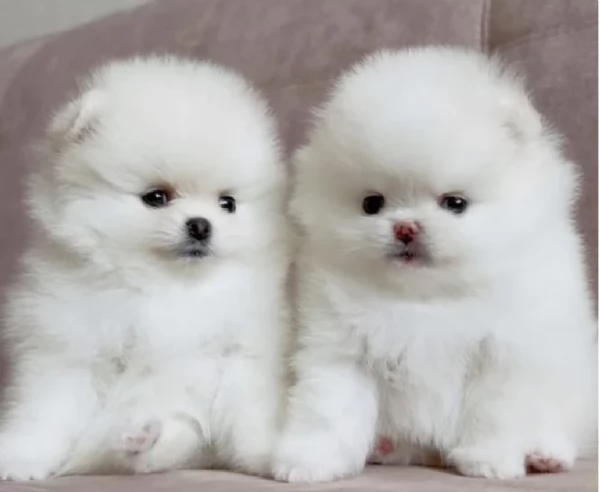 per adozione regalo Volpino Pomerania da privato | Foto 1