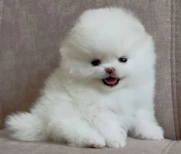 per adozione regalo Volpino Pomerania da privato | Foto 8