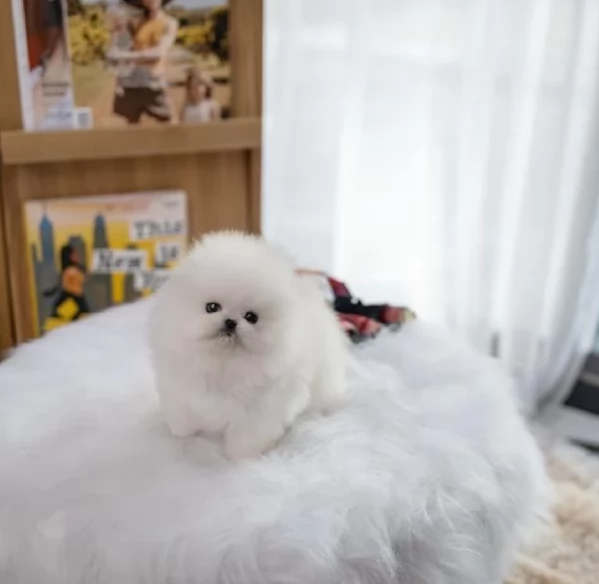 per adozione regalo Volpino Pomerania da privato | Foto 2