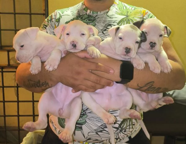 Cuccioli American Staffordshire Terrier