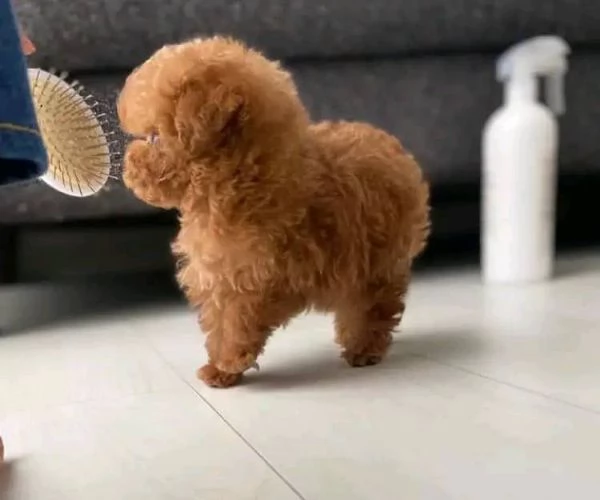 Barboncini toy cuccioli 