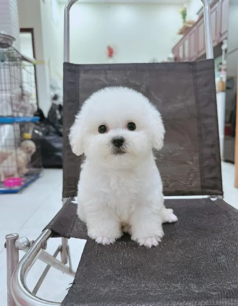 Barboncini toy cuccioli