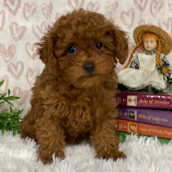 Cuccioli di Barboncino | Foto 0