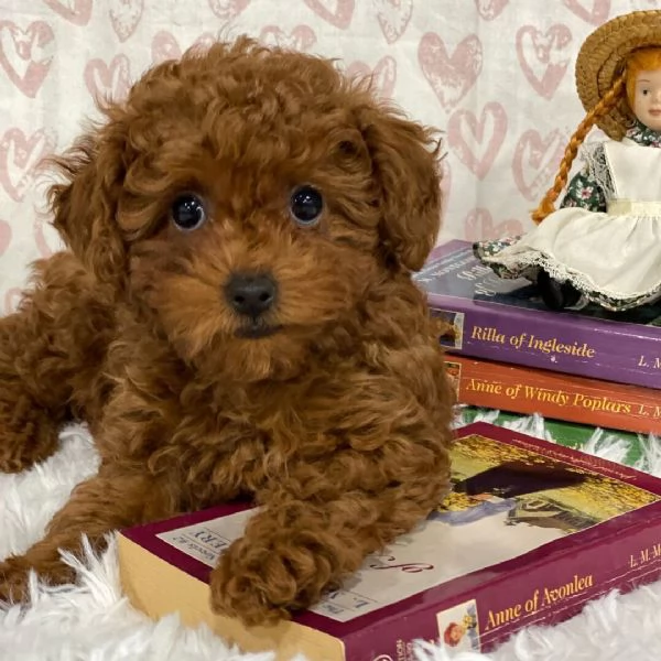 Cuccioli di Barboncino