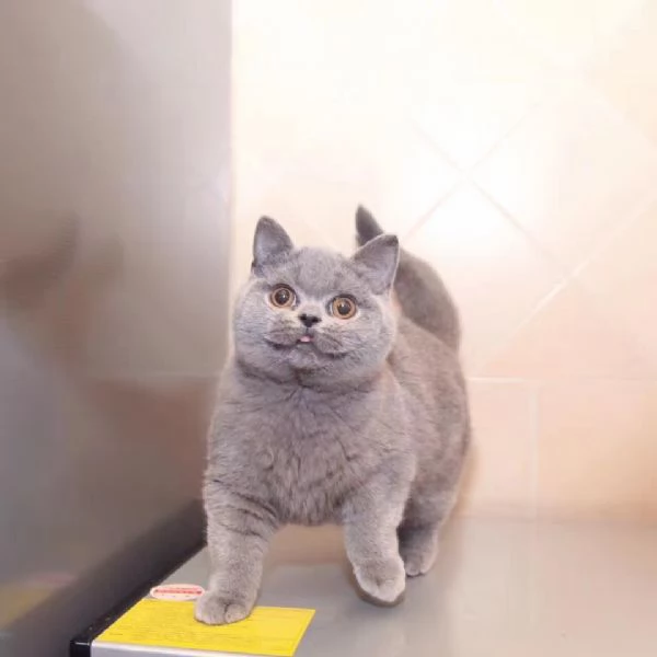 Cuccioli British shorthair | Foto 0