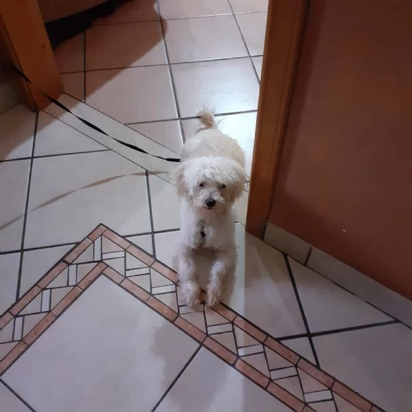 Vendo cucciolo Maltipoo dolcissimo 