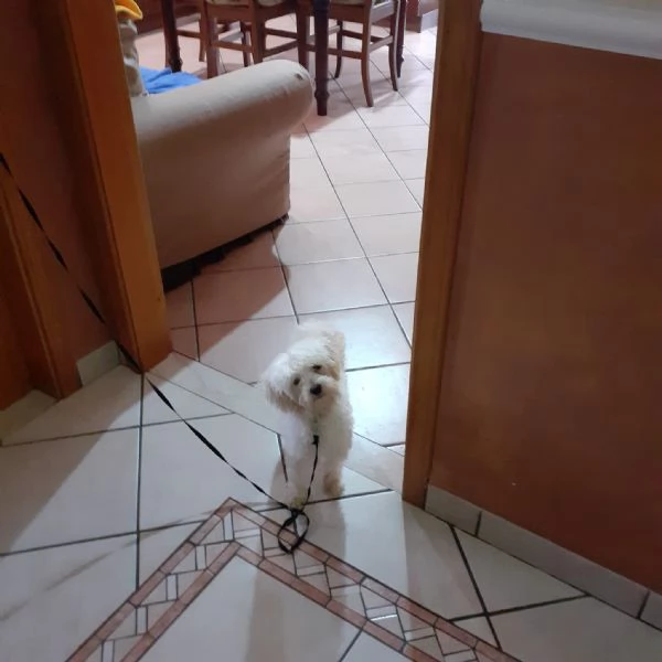 Vendo cucciolo Maltipoo dolcissimo  | Foto 0