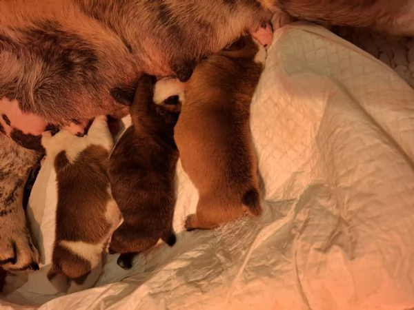 Cuccioli bulldog inglese  | Foto 4