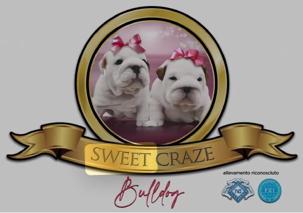 Cuccioli bulldog inglese  | Foto 3