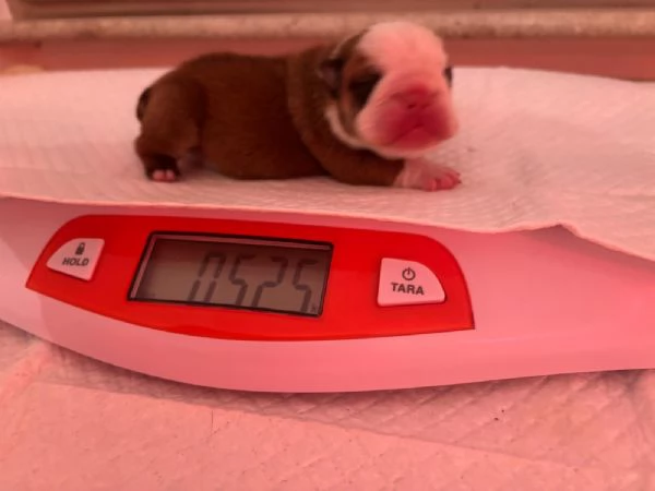 Cuccioli bulldog inglese  | Foto 2