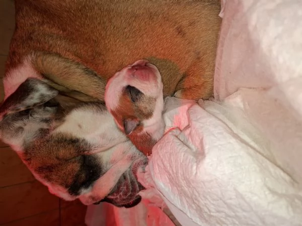 Cuccioli bulldog inglese  | Foto 1