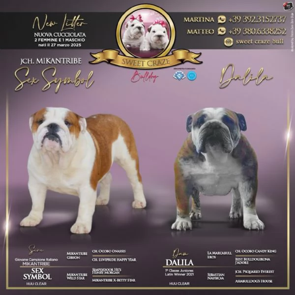 Cuccioli bulldog inglese 