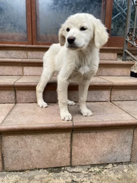 URGENTE Regalo cuccioli a Palermo | Foto 3