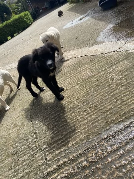 URGENTE Regalo cuccioli a Palermo | Foto 2