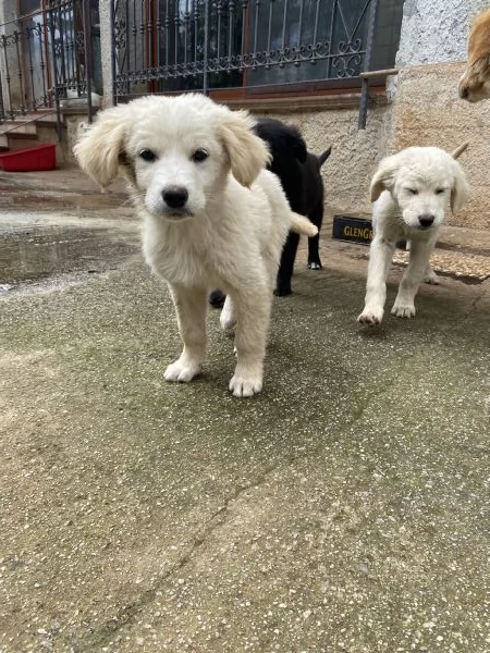 URGENTE Regalo cuccioli a Palermo | Foto 1