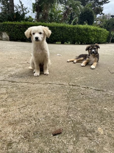 URGENTE Regalo cuccioli a Palermo