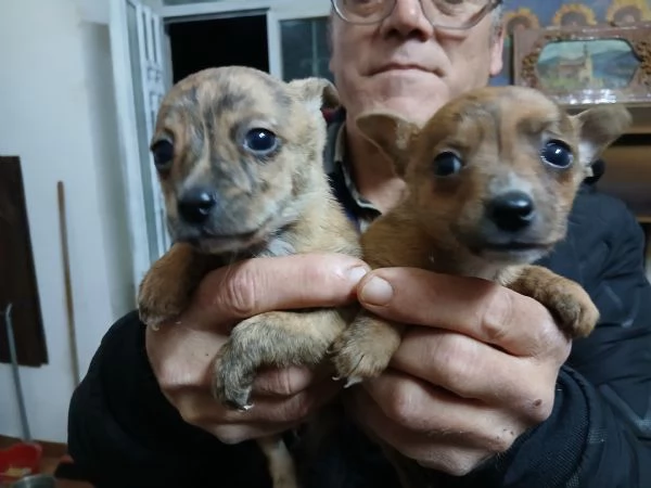 Vendo cuccioli di piccola taglia ,pincher piccoli a 200 euro