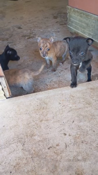 Vendo cuccioli di piccola taglia ,pincher piccoli a 200 euro | Foto 1