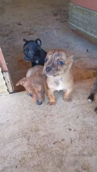 Vendo cuccioli di piccola taglia ,pincher piccoli a 200 euro | Foto 0