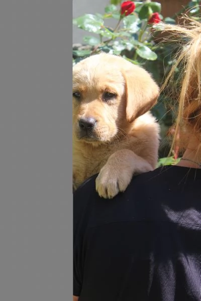 Labrador Retriever  | Foto 0