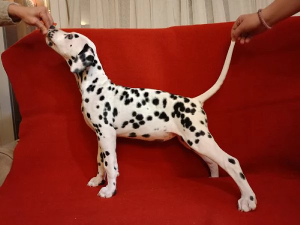 Cuccioli Dalmatini | Foto 6