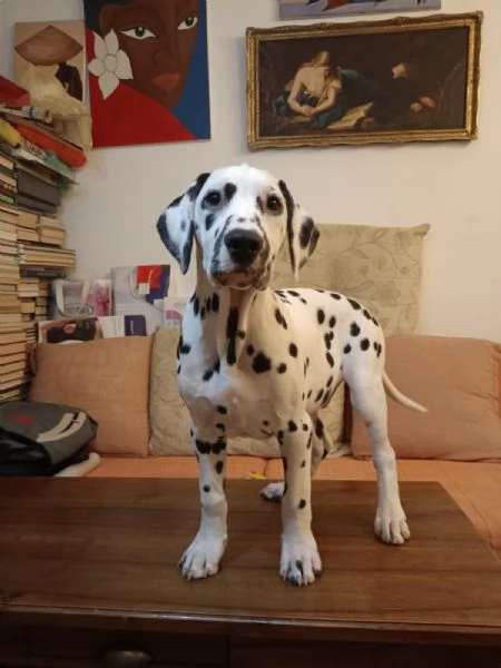 Cuccioli Dalmatini | Foto 5