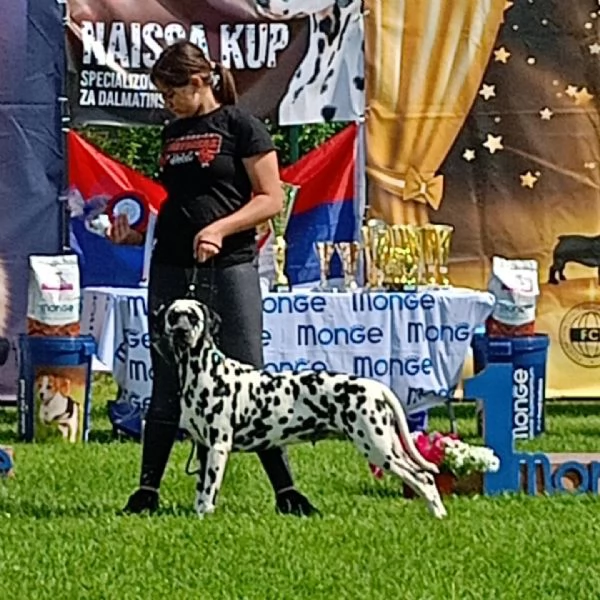 Cuccioli Dalmatini | Foto 4