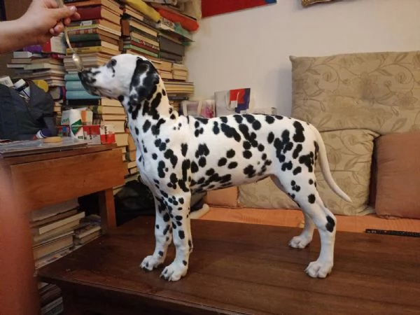 Cuccioli Dalmatini | Foto 3