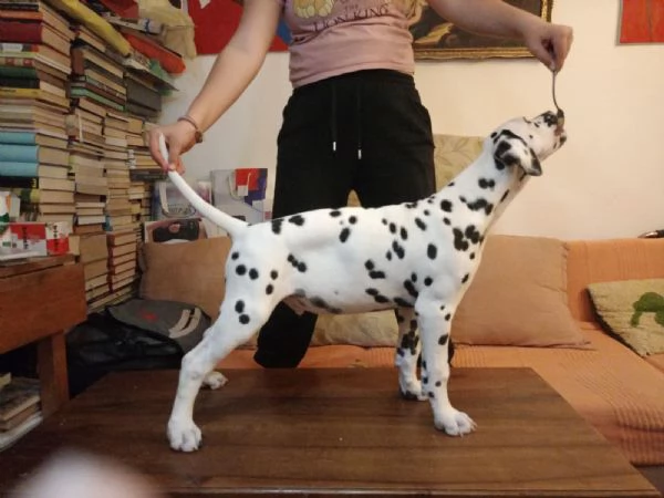 Cuccioli Dalmatini | Foto 2