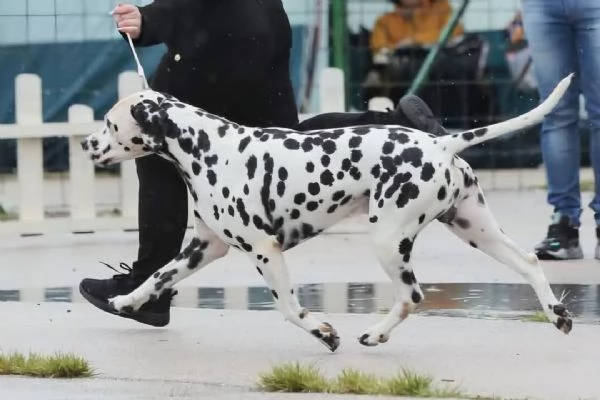 Cuccioli Dalmatini | Foto 1