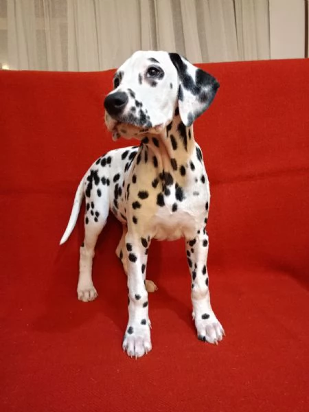 Cuccioli Dalmatini | Foto 0